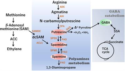 Polyamine pathways interconnect with GABA metabolic processes to mediate the low-temperature response in plants